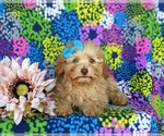 Small Photo #5 Poodle (Toy) Puppy For Sale in CHRISTIANA, PA, USA