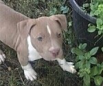 Small Photo #1 American Pit Bull Terrier Puppy For Sale in ABERDEEN, SD, USA