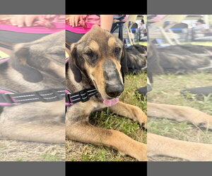 Lily - Female Pharaoh Hound-Unknown Mix Dog for Adoption - Photo #2