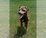Small #1 Mutt