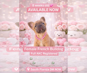 French Bulldog Puppy for sale in CORAL SPRINGS, FL, USA