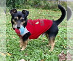 Kismet - Male Miniature English Bulldach Dog for Adoption - Small photo