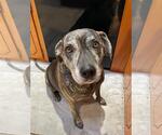 Small #16 Catahoula Leopard Dog Mix