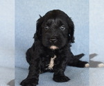 Small Photo #1 Cavapoo Puppy For Sale in BOYCE, VA, USA