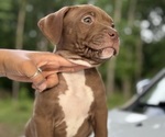 Puppy Brick American Bully