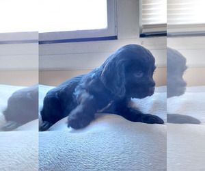 English Cocker Spaniel Puppy for sale in PAMPLIN, VA, USA