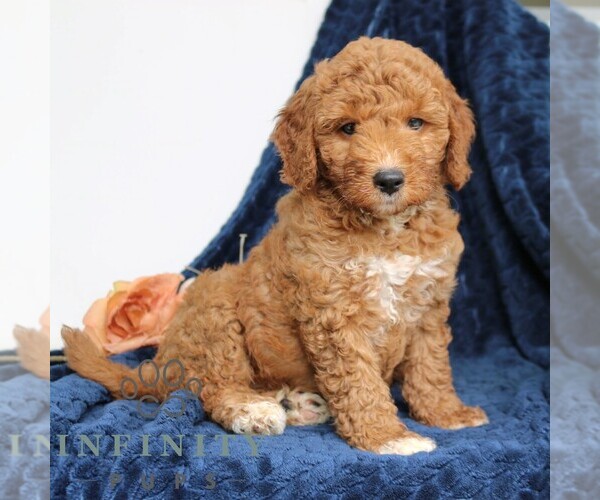 Medium Photo #3 Goldendoodle (Miniature) Puppy For Sale in PARADISE, PA, USA