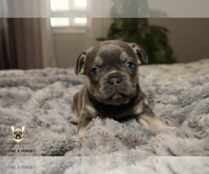 French Bulldog Puppy for sale in SACRAMENTO, CA, USA