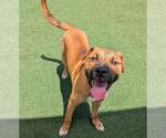 Small #2 American Pit Bull Terrier Mix