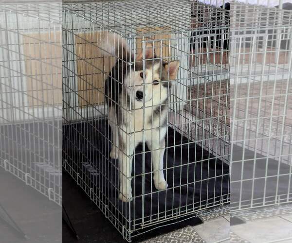 Medium Photo #9 Siberian Husky Puppy For Sale in Holly Springs, NC, USA