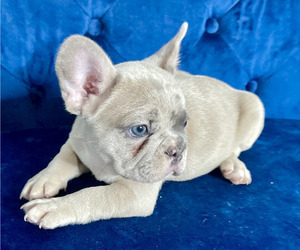 French Bulldog Dog for Adoption in DALLAS, Texas USA