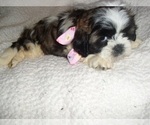 Small #1 Shih Tzu