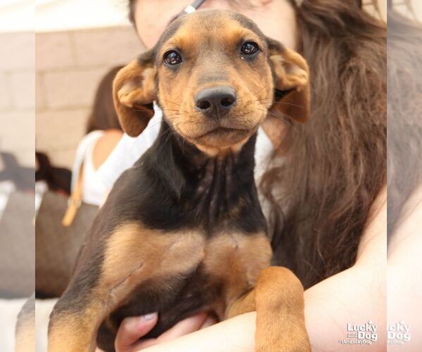 Medium Photo #4 Labrador Retriever-Unknown Mix Puppy For Sale in Washington, DC, USA