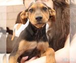 Small #3 Labrador Retriever Mix