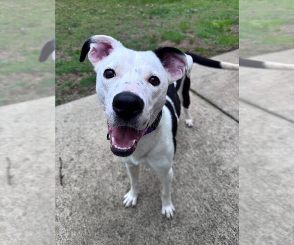 Medium Photo #2 Border Collie-Unknown Mix Puppy For Sale in Boston, MA, USA