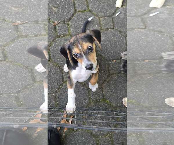 Medium Photo #2 Beagle Puppy For Sale in Tenafly, NJ, USA