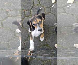 Bandit - Male Beagle Dog for Adoption - Photo #2
