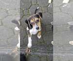 Small Photo #2 Beagle Puppy For Sale in Tenafly, NJ, USA