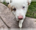 Small Photo #21 Border Collie Puppy For Sale in CHULA VISTA, CA, USA