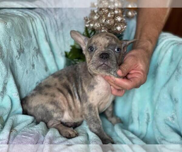 Medium Photo #4 French Bulldog Puppy For Sale in HAMDEN, CT, USA