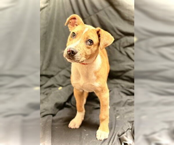 Medium Photo #4 Catahoula Leopard Dog-Unknown Mix Puppy For Sale in Pleasanton, TX, USA