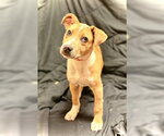 Small #3 Catahoula Leopard Dog Mix