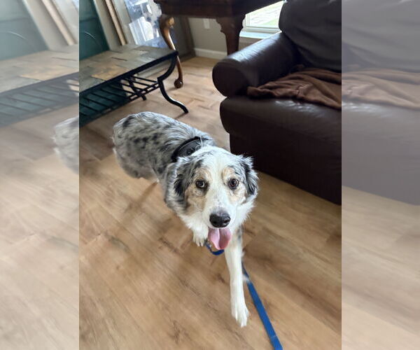 Medium Photo #3 Australian Shepherd Puppy For Sale in Dallas, TX, USA