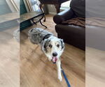 Small #2 Australian Shepherd