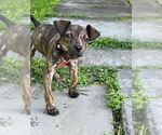 Small #16 Mutt