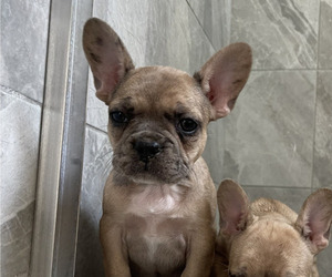 French Bulldog Puppy for sale in CORRALITOS, CA, USA