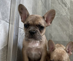 Image preview for Ad Listing. Nickname: Mini Mochi