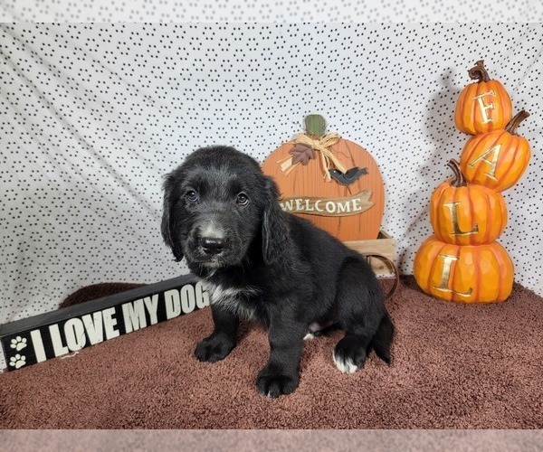 Medium Photo #6 Golden Mountain Dog Puppy For Sale in BLACK FOREST, CO, USA