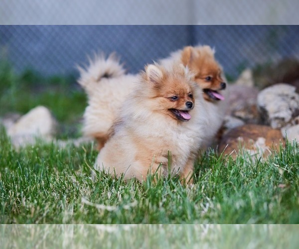 Medium Photo #10 Pomeranian Puppy For Sale in WOOD DALE, IL, USA