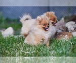 Small Photo #10 Pomeranian Puppy For Sale in WOOD DALE, IL, USA