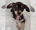 Small #4 Chiweenie