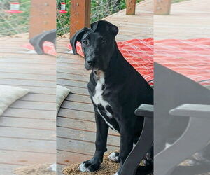 German Shepherd Dog-Great Dane Mix Dogs for adoption in Bullard, TX, USA