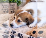 Shakira - Female Great Pyrenees-Unknown Mix Dog for Adoption - Small photo