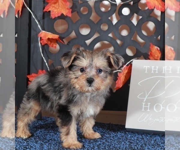 Medium Photo #2 Poodle (Toy)-Yorkshire Terrier Mix Puppy For Sale in MOUNT VERNON, OH, USA