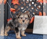 Small #1 Poodle (Toy)-Yorkshire Terrier Mix