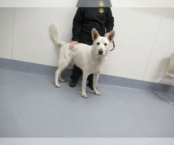 Medium Photo #1 German Shepherd Dog-Unknown Mix Puppy For Sale in Louisville, KY, USA