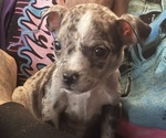 Image preview for Ad Listing. Nickname: Scrappy