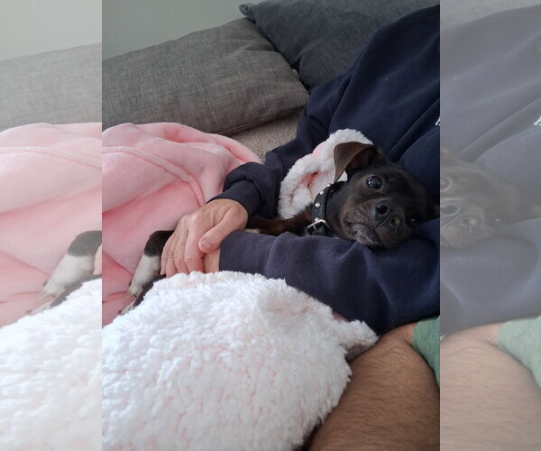 Medium Photo #5 Chiweenie Puppy For Sale in St. Louis Park, MN, USA