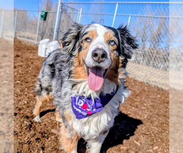 Medium Photo #1 Australian Shepherd Puppy For Sale in Denver, CO, USA