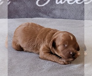 Poodle (Toy) Puppy for sale in ARTHUR, IL, USA