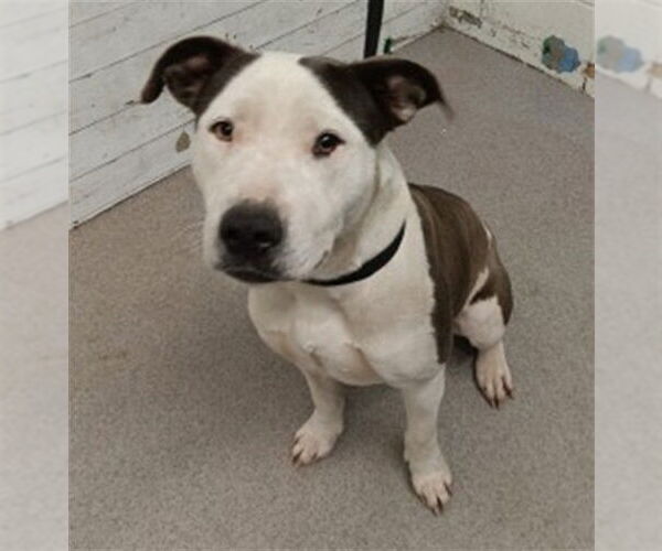 Medium Photo #1 Mutt Puppy For Sale in San Bernardino, CA, USA