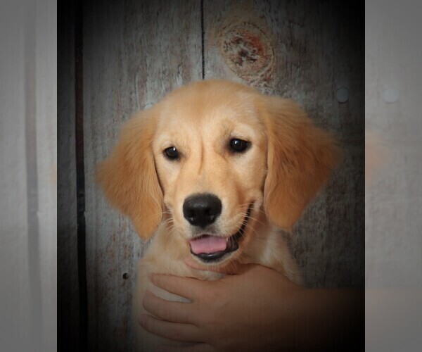 Medium Photo #4 Golden Retriever Puppy For Sale in GREENCASTLE, PA, USA