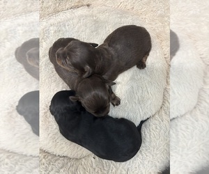 Chiweenie Puppy for Sale in ROANOKE, Virginia USA