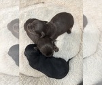 Small Chiweenie