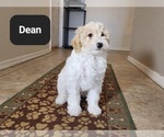 Small #3 Poovanese