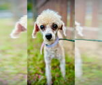 Small #1 Poodle (Toy) Mix